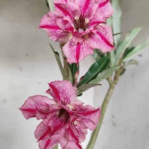 Planta Dobrada 2635 – 30cm – 02 anos