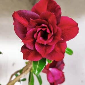 Planta Dobrada 2649 – 35cm – 03 anos