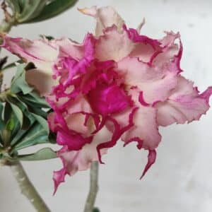 Planta Dobrada 2651  – 30cm – 02 anos