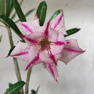 Planta Dobrada 2652  – 30cm – 02 anos