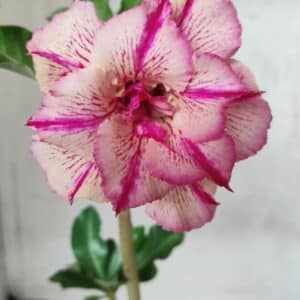 Planta Dobrada 2654  – 30cm – 02 anos