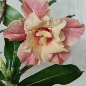 Planta Dobrada 2656  – 30cm – 02 anos