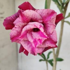 Planta Dobrada 2670  – 30cm – 02 anos