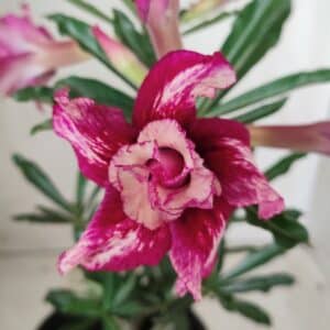 Planta Dobrada 2696  – 30cm – 02 anos