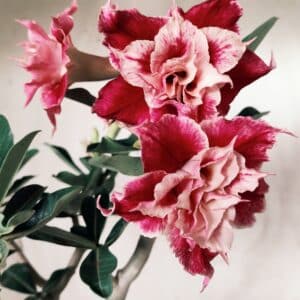 Planta Dobrada 2701  – 40cm – 03 anos