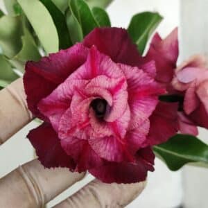 Planta Dobrada 2703  – 30cm – 01 ano