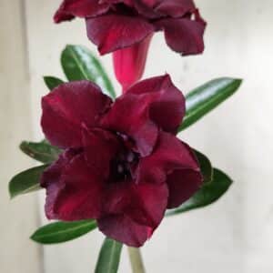 Planta Dobrada 2707  – 30cm – 02 anos