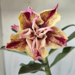 Planta Dobrada 2710  – 30cm – 02 anos