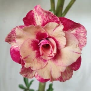 Planta Dobrada 2713  – 45cm – 03 anos