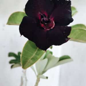 Planta Dobrada 2730  – 40cm – 03 anos