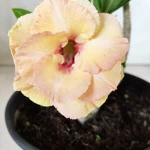 Planta Dobrada 2731  – 30cm – 02 anos