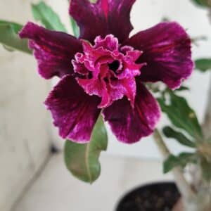 Planta Dobrada 2740  – 35cm – 03 anos