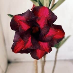 Planta Dobrada 2742  – 30cm – 02 anos