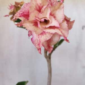 Planta Dobrada 2744  – 30cm – 02 anos