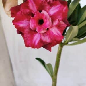 Planta Dobrada 2745  – 30cm – 02 anos