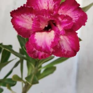 Planta Dobrada 2746 (2) – 30cm – 02 anos