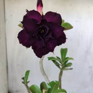 Planta Dobrada 2747 – 35cm – 03 anos