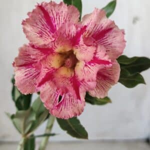 Planta Dobrada 2748 – 30cm – 02 anos