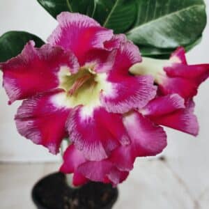 Planta Simples 2496 – 30cm – 02 anos