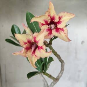 Planta Simples 2497 – 30cm – 02 anos