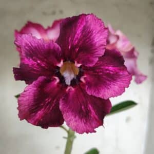 Planta Simples 2498 – 30cm – 02 anos