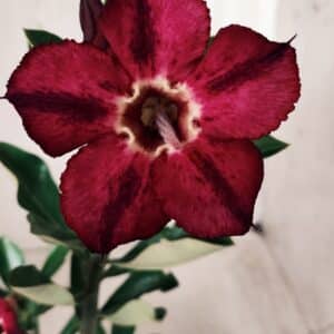 Planta Simples 2501 – 30cm – 02 anos