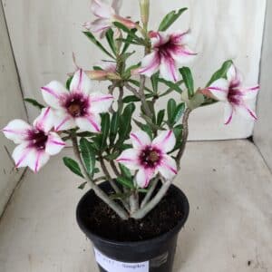 Planta Simples 2517 – 30cm – 02 anos