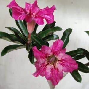 Planta Simples 2520 – 30cm – 02 anos