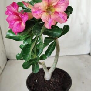 Planta Simples 2523 – 30cm – 02 anos