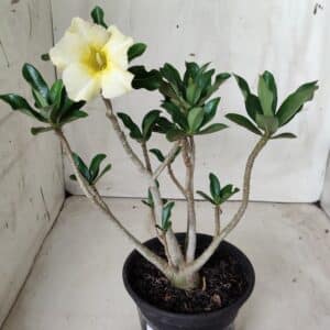 Planta Simples 2524 – 30cm – 02 anos
