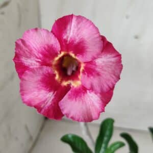 Planta Simples 2525 – 30cm – 02 anos