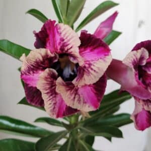 Planta Simples 2532 – 30cm – 02 anos