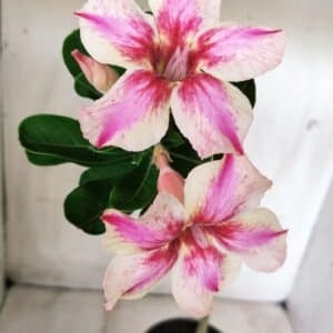 Planta Simples 2533 – 30cm – 02 anos