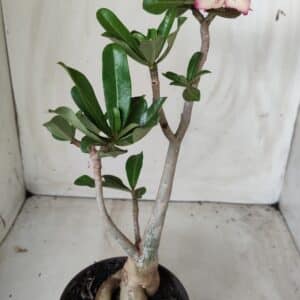 Planta Simples 2546 – 30cm – 03 anos
