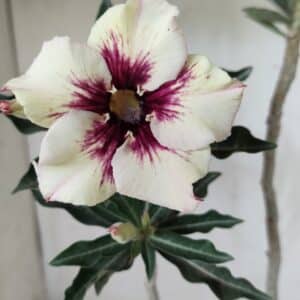 Planta Simples 2547 – 40cm – 03 anos