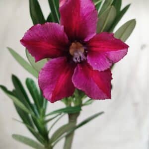 Planta Simples 2564 – 30cm – 02 anos