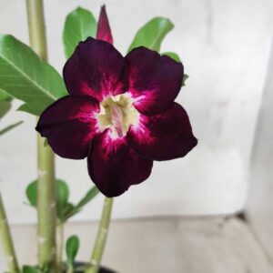 Planta Simples 2487 – 30cm – 02 anos