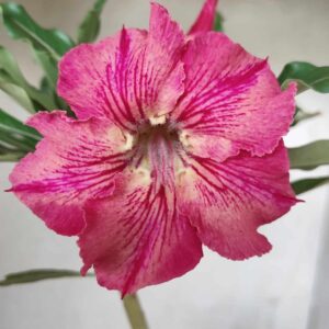 Planta Simples 2488 – 30cm – 02 anos