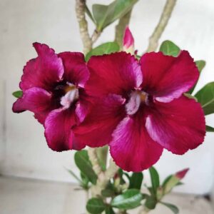 Planta Simples 2489 – 45cm – 03 anos
