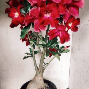 Planta Simples 2490 – 60cm – 05 anos
