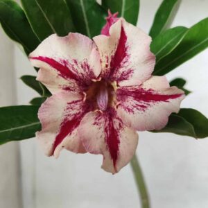 Planta Simples 2491 – 30cm – 01 ano