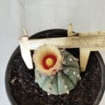 MATRIZ ASTROPHYTUM ASTERIAS Nº 339 – vaso 15