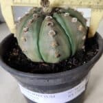 ASTROPHYTUM ASTERIAS Nº 383 – vaso 15
