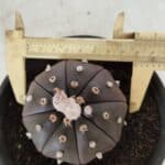 ASTROPHYTUM ASTERIAS “Purple”  Nº 720 – vaso 15