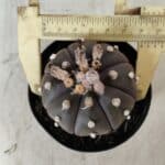 ASTROPHYTUM ASTERIAS “Purple”  Nº 722 – vaso 09