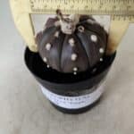 ASTROPHYTUM ASTERIAS “Purple”  Nº 716 – vaso 09