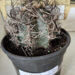 ASTROPHYTUM CAPRICÓRNIO Nº 385 – vaso 20