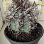 ASTROPHYTUM CAPRICÓRNIO Nº 390 – vaso 20