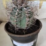 ASTROPHYTUM CAPRICÓRNIO Nº 392 – vaso 20