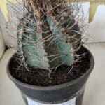 ASTROPHYTUM CAPRICÓRNIO Nº 396 – vaso 20